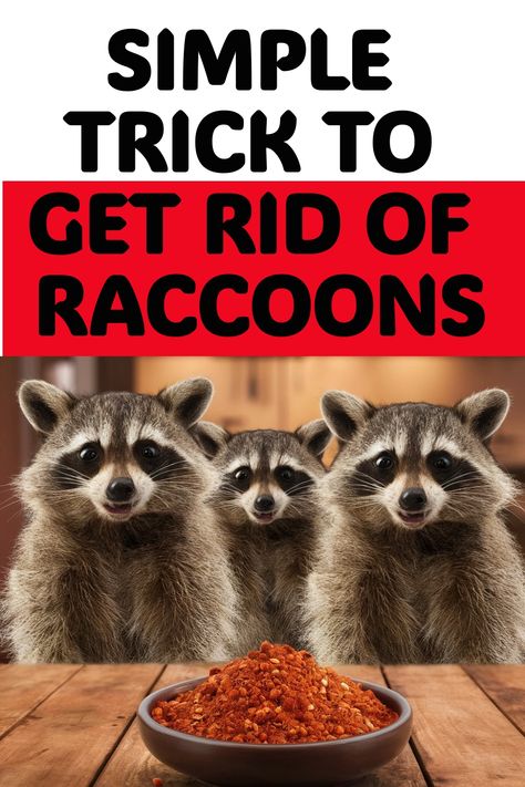 Picture yourself waking up to unfamiliar noises emanating from your attic. Instead of merely finding forgotten popcorn, you stumble upon a group of raccoons enjoying themselves. Find out how to effectively deal with such scenarios and safeguard your residence against unwanted intruders. How To Deter Raccoons, How To Keep Raccoons Out Of Trash, How To Get Rid Of Raccoons, Racoon Repellent, Raccoon Deterrent, Recipes Using Marshmallows, Raccoon Repellent, Getting Rid Of Raccoons, House Attic