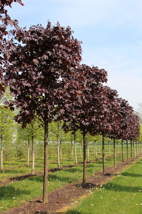 Did you know that we not only have Japanese maples for the best autumn colour in your garden, but some other maple trees varieties too? These colourful full-sized trees will bring incredible beauty to your garden, just take a look at our selection! Small Garden Trees Uk, Maple Tree Varieties, Burgundy Garden, Acer Platanoides, Small Trees For Garden, Red Maple Tree, Tree Lined Driveway, Open Wings, Spring Fruit