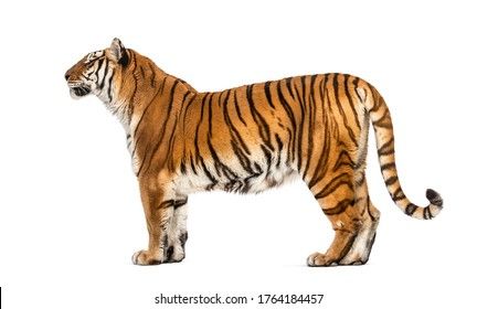 Easy Tiger Drawing, Tiger Sculpture, Creatures Reference, Tiger Sketch, Tiger Walking, Dragon Anatomy, Tiger White, Tiger Images, Green Leaf Background