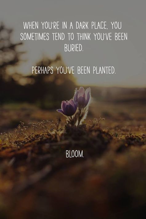 When you’re in a dark place, you sometimes tend to think you’ve been buried. Perhaps you’ve been planted. Bloom. #passiton Behind Blue Eyes, Dark Places, Life Coaching, A Quote, Beautiful Quotes, Great Quotes, Mantra, Inspirational Words, Words Quotes