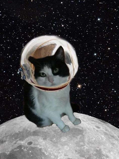 Astronaut cat Cat In Space, Cat Astronaut, Fair Theme, Astronaut Helmet, Pocket Rocket, Space Phone Wallpaper, Animals Art, Space Suit, Space Cat