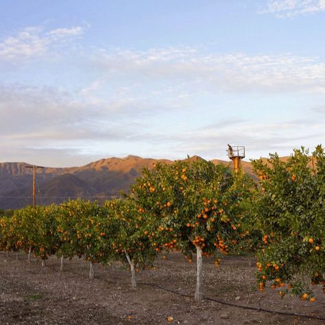 Nana Painting, Farah Karim, Citrus Orchard, Orange Orchard, Tragic Kingdom, Orange Groves, Morning Drive, Orange Grove, Citrus Trees