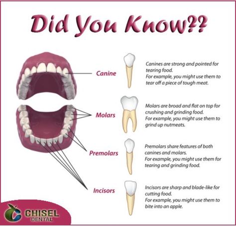 Human Canine Teeth, Incisors Teeth, Canines Teeth, Dental Activities, Types Of Teeth, Dental Hygienist School, Dental Health Preschool, Dental Assistant Study, Teeth Anatomy