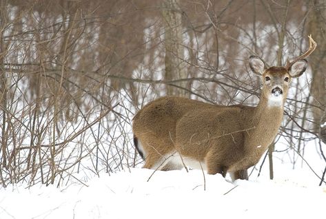 Finding Shed Antlers: Top 3 Locations Moose Shedding Antlers, Dear Antlers, Topography Map, Shed Antlers, Travel Route, Open Field, Hunting Season, A Deer, Aerial Photo