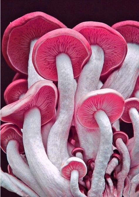 pink mushrooms Mushrooms Growing, Pink Mushroom, Plant Fungus, Mushroom Fungi, Wild Mushrooms, Amazing Nature, Natural World, A Group, Nature Beauty