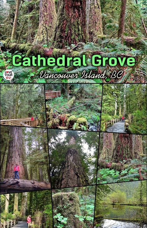 Checking out Cathedral Grove's Giant Trees in MacMillan Provincial Park, BC Cathedral Grove, Port Alberni, Giant Tree, Rv Lifestyle, Full Time Rv, Western Red Cedar, Douglas Fir, Vancouver Island, Beautiful Images