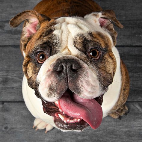 Funny Dogs Photos, Animal Portraits Photography, Dog Portrait Photography, Photos Of Dogs, Bulldog Pictures, Beautiful Dogs Photos, Dog Portraits Art, Dog Photograph, Animal Portraits