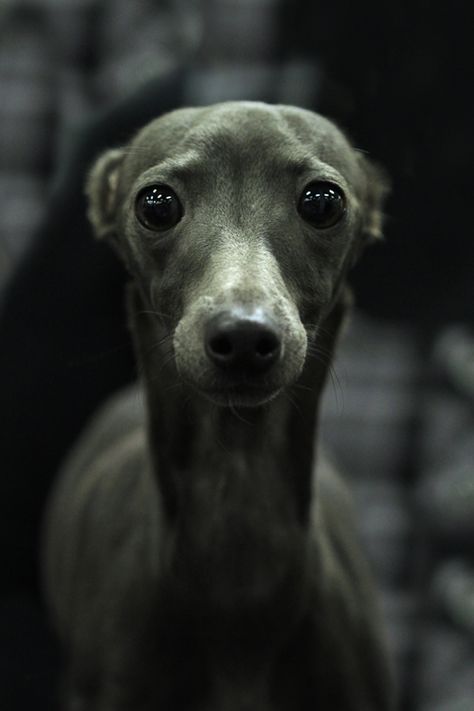 LoVoly's She's A Lady "Doris" looking at me An amazing little girl! Breed: Italian Greyhound Love My Dog, Grey Hound Dog, Sensitive Eyes, Appaloosa, Italian Greyhound, Quarter Horse, Whippet, Siberian Husky, Australian Shepherd