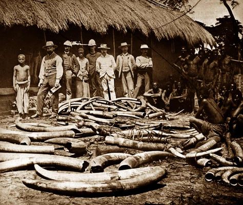 African Colonization, Congo Free State, Hunting Photos, Congo Africa, Colonial Africa, Dark Continent, Ivory Trade, Belgian Congo, Bad Seed