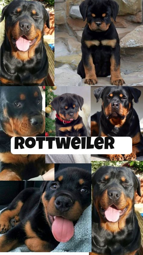 Rottweiler Wallpaper, Cute Home Screen Wallpaper, Cutee Animals, Cute Home Screens, Really Cute Dogs, Rottweiler Puppies, Cute Animals Images, Cute Cats And Dogs, Animals Images