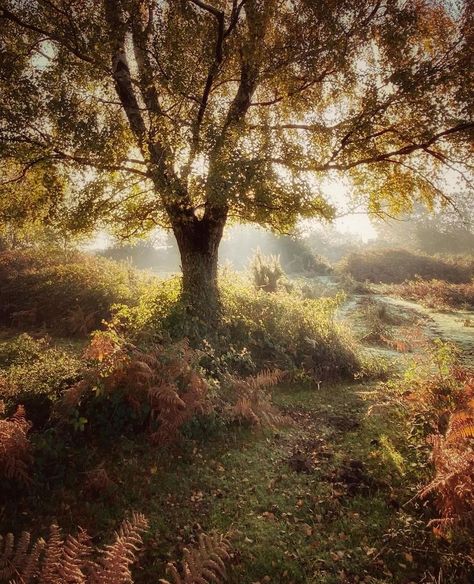 . 📸 @acornsandscapes 📍: New Forest , Hampshire Congratulations and thank you for sharing and tagging YOUR image. Feature Selected by: @… | Instagram New Forest Hampshire, Photography Landscape Nature, Rural Photography, Photography Landscape, New Forest, Landscape Nature, Hampshire, Your Image, Follow Us