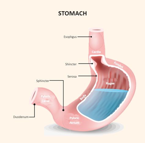 Stomach Labeled Stomach Diagram, Science Diagrams, Lower Stomach, Healthy Morning Routine, Science Journal, Medical Anatomy, Paper Illustration, Anatomy And Physiology, Hard Time