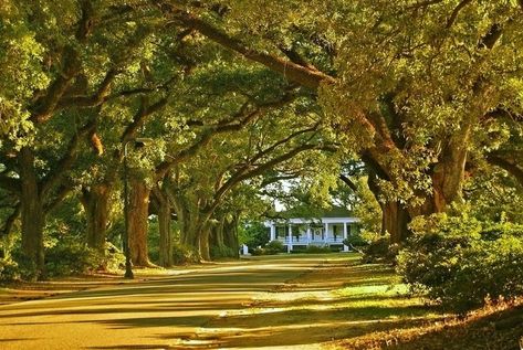 Alabama's scenic drives are the BEST!!! Natchez Trace, Alabama Travel, Mobile Alabama, Sweet Home Alabama, Scenic Byway, Southern Hospitality, Spring Hill, Scenic Drive, Incredible Places