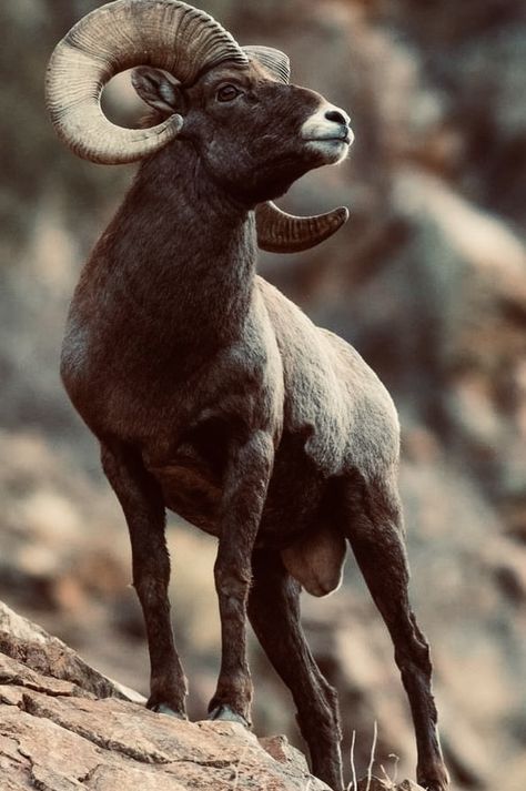 Nature Aesthetic Art, Animals With Horns, North American Animals, Tattoo Nature, Big Horn Sheep, North American Wildlife, American Animals, Animal Study, Fascinating Facts