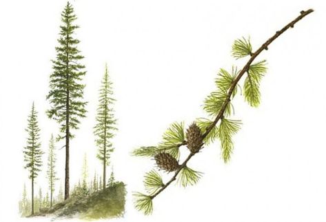 Western Larch Pine Tattoo, Larch Tree, Tree Study, Wood Magazine, Plant Tattoo, Diy Landscaping, Tree Illustration, Watercolor Trees, Tree Drawing