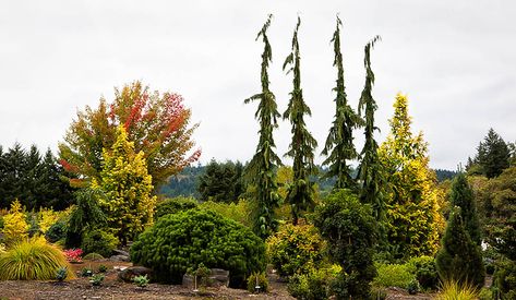 Weeping Alaskan Cedar, Conifers Garden, Planting Shrubs, Garden Types, Cedar Trees, Evergreen Plants, Green Arrow, Garden Trees, Trees And Shrubs