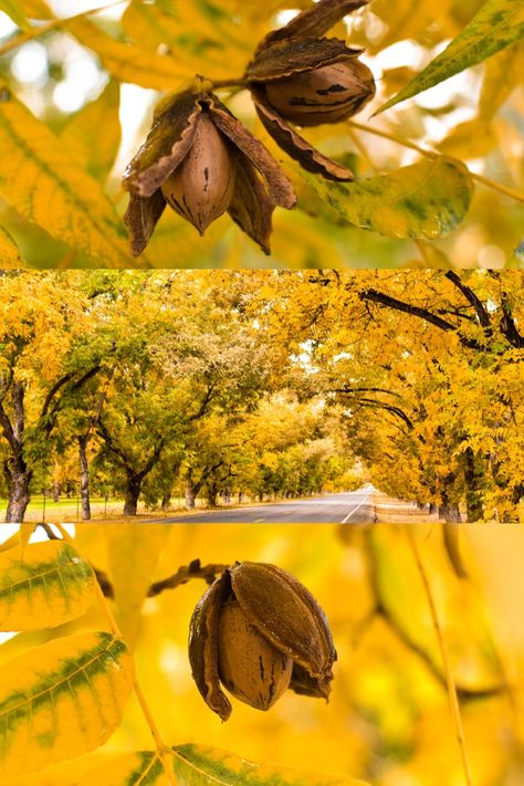 From vibrant green to warm yellow and soon dark brown, the leaves on our deciduous pecan trees are changing in preparation for winter. Share your photos with us and tag us, we would love to see them 💚.. To learn more about our favorite place on earth here 🔗 www.stahmannpecan.com/our-farm Magic Plants, Pecan Orchard, Pecan Trees, Cookies Packaging, Pecan Tree, State Of Kansas, Plant Medicine, Victory Garden, Food Forest