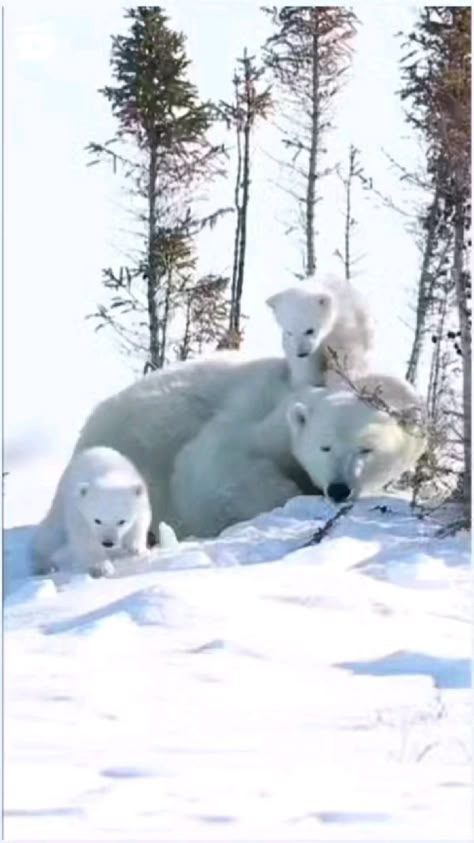 Polar Bear Video, Polar Bear Images, Baby Polar Bears, Baby Animals Pictures, Majestic Animals, Polar Bears, Cute Wild Animals, Cute Animal Videos, Exotic Pets