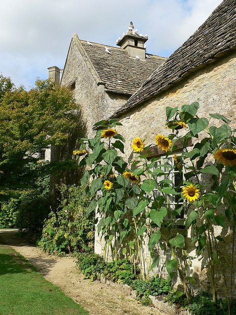 Morris Homes, Manor Garden, Sunflowers And Daisies, Balcony Plants, Sunflower Garden, Red House, French Countryside, Arts And Crafts Movement, Manor House