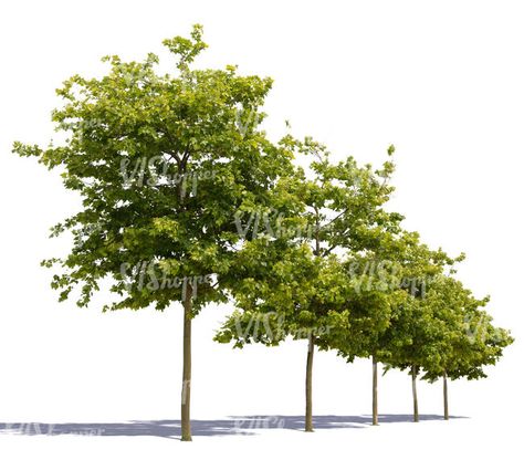 A cut out row of trees Row Of Trees Drawing, Row Of Trees, Tree Psd, Viburnum Opulus, Picea Abies, Tree Photoshop, Tree Plan, Hanging Vines, Shadow Photos