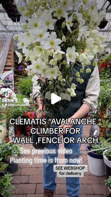 Pergola Nurseries on Instagram: "#add
  CLEMATIS AVALANCHE “ Evergreen Climber for wall fence or arch .Smothered in white flowers in spring and early summer.
Planting time is from now!
Available in WEBSHOP https://pergolanurseries.ecwid.com
  ALL IRELAND DELIVERY 🚚 32 Counties 
Pergola Nurseries Garden Corner,
Virginia, Co Cavan
 “A gardeners oasis of quality plants “
Open Tuesday to Saturday 10.3-6
Open Sundays 2-6
#fy #grow #gardenideas #gardening #foryoupage #foryou #garden #gardenireland #happygardening #fyp #garden #evergreenclimbingplants #clematisavalanche" Clematis Avalanche, Evergreen Climbing Plants, Summer Planting, Evergreen Climbers, Garden Corner, Wall Fence, Instagram Add, Climbing Plants, Clematis