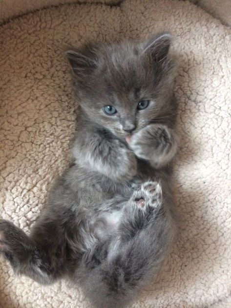 Grey Cats With Blue Eyes, Pretty Cats Fluffy, Grey Kitten Blue Eyes, Grey Ragdoll Kitten, Grey Cats Fluffy, Black Ragdoll Kitten, Blue Russian Kittens, Russian Blue Kitten Aesthetic, Russian Blue Cat Kittens