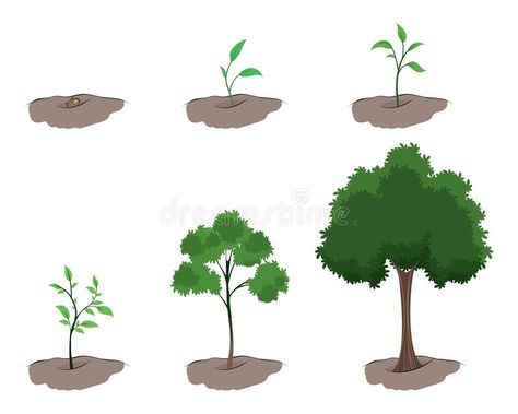 Stage of growth of the tree. Vector illustration of a stages of growth of the tr , #Affiliate, #tree, #growth, #Stage, #stages, #illustration #ad Growing Tree Drawing, Tree Growth Illustration, Plant A Tree Illustration, Nature Infographic, Growth Illustration, Post Linkedin, Tree Vector Illustration, Stages Of Growth, Plain Wallpaper Iphone