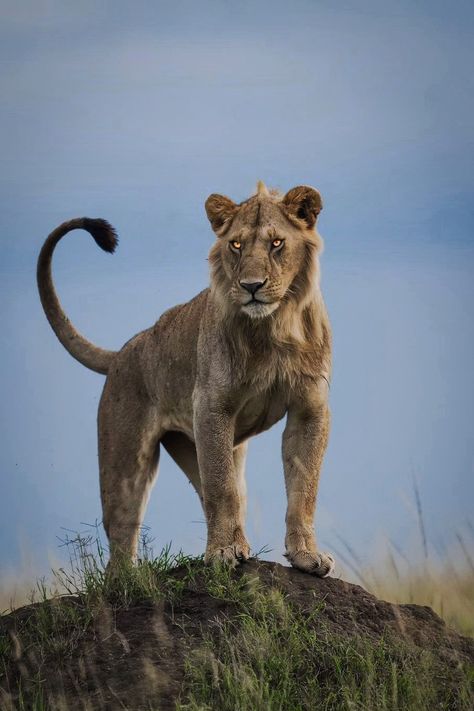 León, Lion, Big cat, Animal, Naturaleza,young Lion, Leones, Lioness Lion Reference Poses, Lion Pose Reference, Lion Laying Down, Lioness Sleeping, Lion Poses, Lioness Hunting, Lion Reference, Adorable Baby Animals, Panther Cat