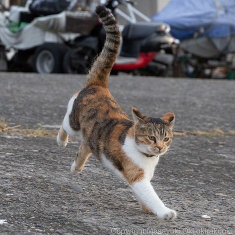 Cat Photography Reference, Running Cat Reference, Cats In Action, Cats Dynamic Poses, Cat Walking Front View, Cat Walking Towards Camera, Warrior Cats Anatomy, Cat Legs Reference, Dynamic Animal Photography