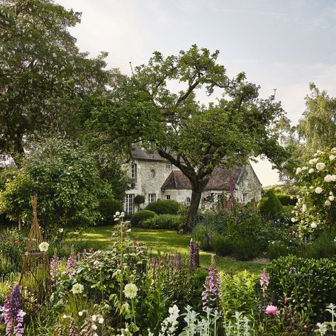 Climbing Roses Garden, Ivy Tree, English Flower Garden, Cordelia De Castellane, Garden Potting Shed, Flowers House, Honey Locust, Herbaceous Border, Rose Gardens