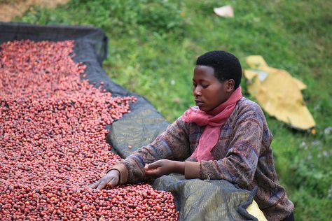 Natural Sundried Sorting, Rwanda 2013 Counter Culture Coffee