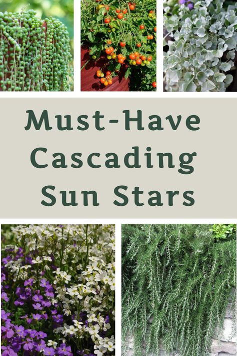 Incorporating cascading plants into your garden enhances its visual appeal. These plants grow in a vine-like manner, gracefully trailing down vertically to create a stunning waterfall effect. Certain varieties also spread out horizontally, making them perfect for retaining walls or slopes in your outdoor space. Embrace the beauty and versatility of cascading plants to elevate the ambiance of your garden effortlessly! Cascading Outdoor Plants, Cascading Plants Retaining Walls, Cascading Plants Outdoor, Trailing Plants Outdoor, Plants For Slopes, Retaining Wall Garden, Lake Plants, Plants For Full Sun, Cascading Plants