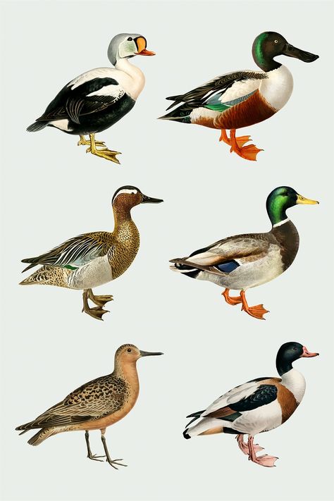 Vintage bird and duck illustration vector set | free image by rawpixel.com / paeng Duck Illustration, Animal Artwork, Ugly Duckling, Mallard Duck, Vintage Bird, Animals Artwork, Vintage Birds, Mallard, Set Free