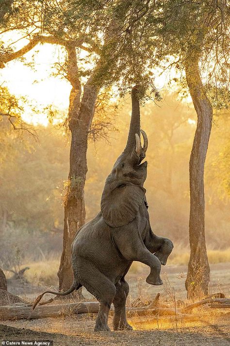 Elephant stands on its back legs and extends its trunk to grab fruit from a tree in Zimbabwe | Daily Mail Online Tattoos Elephant, Drawing Elephant, Nursery Elephant, Elephant Wallpaper, Tattoo Anime, Animal Action, Elephants Photos, Elephant Illustration, Elephant Drawing