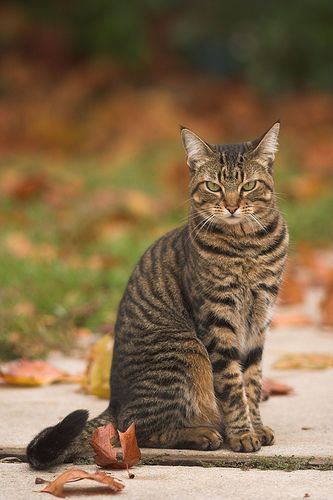 Tabby Cat | Flickr - Photo Sharing! Grey Tabby Kittens, White Tabby Cat, Orange Kittens, Tabby Kitten, Image Chat, Striped Cat, Orange Tabby Cats, Airbrush Art, Bengal Cat