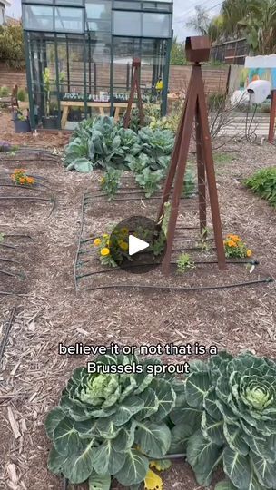 Plant Starters, Epic Gardening, Grow Garden, Photography Macro, Plants Nature, Green Life, Brussels Sprouts, Fruits And Veggies, Brussel Sprouts