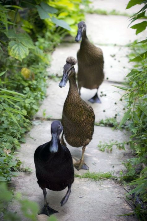 My lovely Indian Runner ducks running to me for a treat! Running Ducks Garden, Ducks Running, Running Ducks, Facts About Ducks, Duck Running, Indian Runner Ducks, Duck Houses, Aesthetic Bird, Runner Ducks