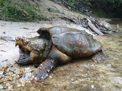 Common Snapping Turtle, Alligator Snapping Turtle, Freshwater Turtles, North American Animals, American Wildlife, North American Wildlife, Turtle Pond, Snapping Turtle, Photo C