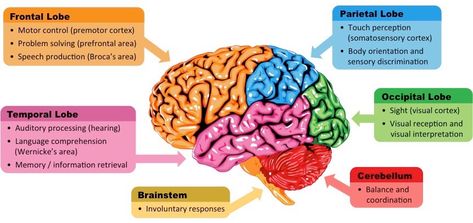 Brain Sections | BioNinja Brain Sections, Wernicke's Area, Brain Regions, Parts Of The Brain, Occipital Lobe, Corpus Callosum, Visual Processing, Brain Images, Cerebral Cortex