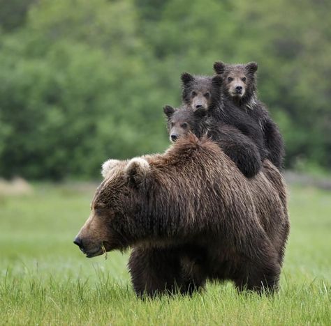 Kodiak Island, Kodiak Bear, Brown Bears, Wild Animals Pictures, Bear Photos, Animals Amazing, Interesting Animals, Bear Pictures, Wild Dogs