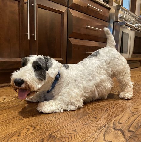 Sealyham Terrier, Mans Best Friend, Dogs, Animals, Quick Saves