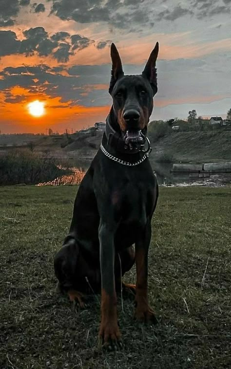 Perro Doberman Pinscher, Rich Dog, Black Doberman, Doberman Love, Doberman Pinscher Dog, Scary Dogs, Dangerous Dogs, Doberman Puppy, Super Cute Puppies