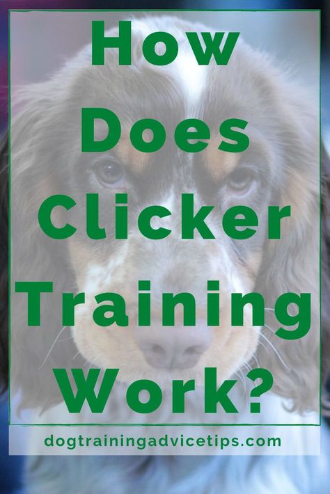 How Does Clicker Training Work? #dogtrainingadvicetips #dogbehavior #dogtraining #dogobedience #dogtrainingtips #dogtips #dogs #dogtrainingbasic Puppy Training Treats, Dog Clicker Training, Dog Behavior Training, Work Train, Power Training, Basic Dog Training, Dog Training Advice, Puppy Training Tips, Dog Training Videos