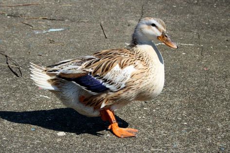 Silver Appleyard Duck: A Heritage, Dual-Purpose Breed Raising Mealworms, Muscovy Ducklings, Meal Worms Raising, Khaki Campbell Ducks, Duck House Plans, Duck Houses, Duck Feed, Backyard Ducks, Duck Breeds