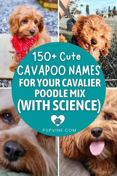 200 adorable Cavapoo names!  From fluffy to sassy, find the perfect fit for your pup.  Get inspired with our ultimate list:  classic choices, unique monikers, and even names based on their personality.  Sweet names, funny names, its all here! Find your perfect match today ✨🐶🐾 Cavapoo Names, Dog Australian Shepherd, Dog Shih Tzu, Best Names, Dog Bulldog, Dog German Shepherd, Dog Chihuahua, Dog Labrador, Dog German