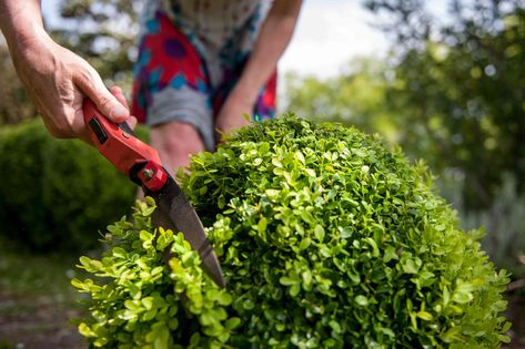 It's Almost Too Late to Trim Boxwoods—What You Should Do Before Fall Hits Winter Gem Boxwood, Pruning Apple Trees, American Boxwood, Deadheading Roses, Shrubs For Landscaping, Buxus Sempervirens, Box Wood Shrub, Boxwood Plant, Yard Care