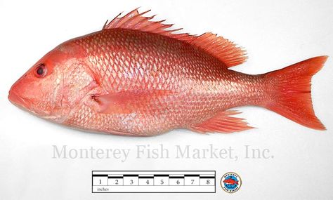 Lutjanus campechanus - Northern Red Snapper, western Atlantic Red Snapper Photography, Christmas Cubicle, Fish Images, Red Snapper, Marine Fish, Wallpaper Images, Phone Wallpaper Images, Healthy Dinner, Fishing