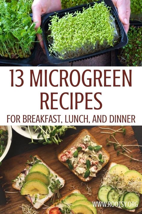 Meals With Microgreens, Salad With Microgreens, Micro Salad Recipe, Recipes Using Microgreens, What To Do With Microgreens, Recipes For Microgreens, Radish Microgreens Recipe, Micro Green Salad, Microgreen Recipes Ideas