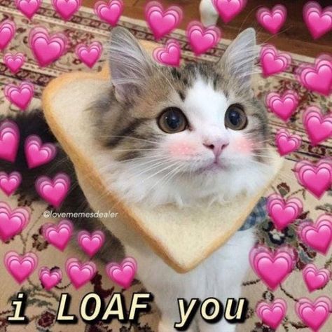 I Love You Funny, Love You Funny, Love You Meme, Cute I Love You, Love Memes Funny, Love You Cute, Cute Love Memes, Cute Messages, Cute Memes