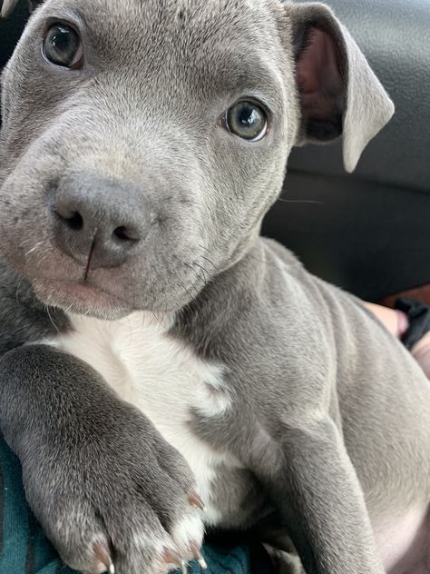 Blue nose pitbul Gray Pitbull Puppies, Blue Pitbull Puppy, Pitbulls Grey, Grey Pitbull Puppies, Grey Pitbull, Blue Nosed Pitbull, Pittie Puppies, Pitbull Dog Puppy, Blue Nose Pitbull Puppies